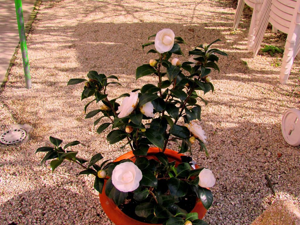 Villa Maria Bed & Breakfast, Corridonia, Marche Екстер'єр фото