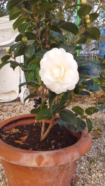 Villa Maria Bed & Breakfast, Corridonia, Marche Екстер'єр фото